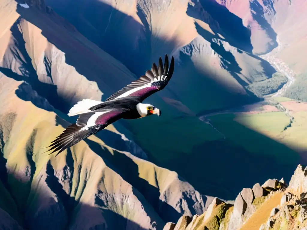 Un majestuoso cóndor andino sobrevolando picos montañosos, con plumaje iridiscente